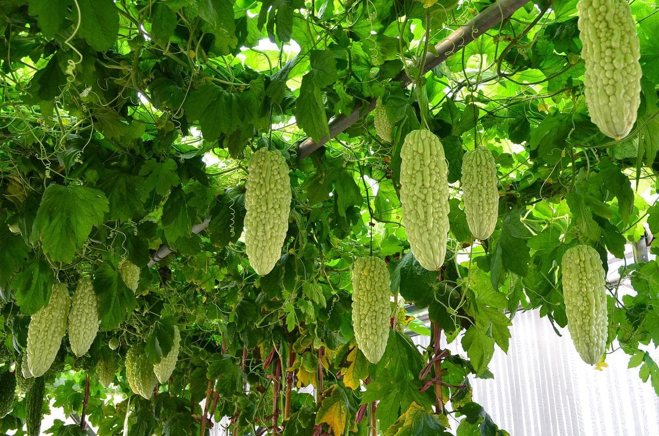 一到夏天就變泡芙人嗎？水腫體質不可不知的4種去濕消腫食物