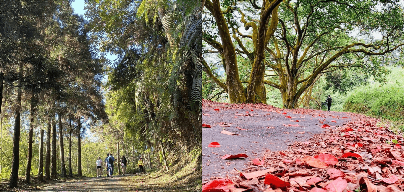 秋季限定！紅葉秘境「貓囒山步道」玩樂攻略一次看